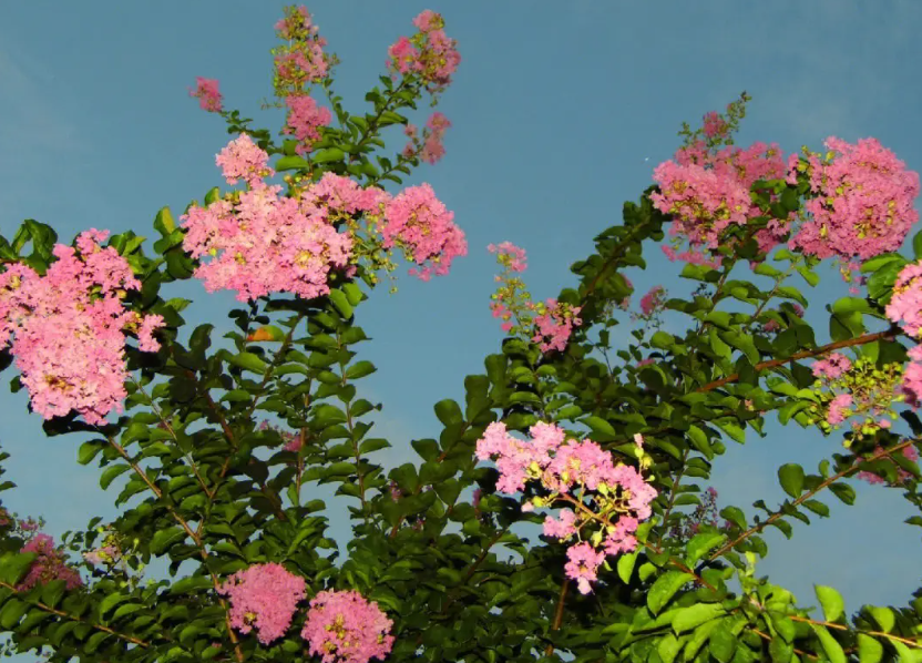 为啥院子不能栽紫薇树