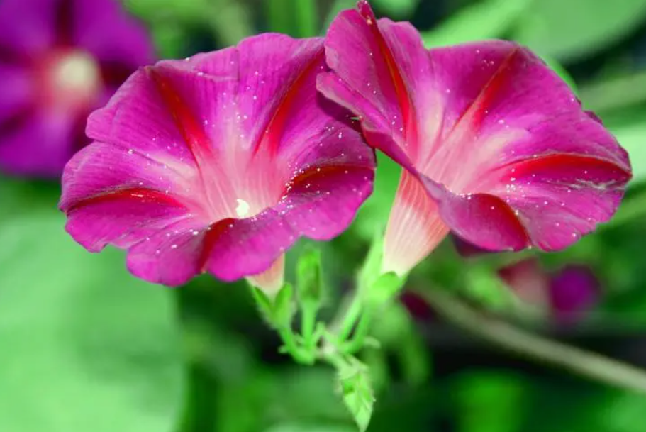 牵牛花喜欢酸性还是碱性