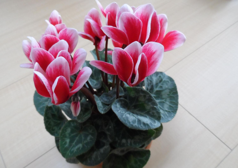 仙客来用多大花盆儿最好