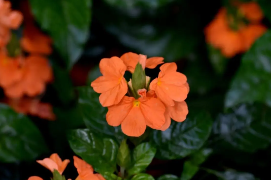 鸟尾花的花后修剪