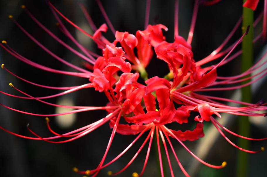 彼岸花什么时候种植