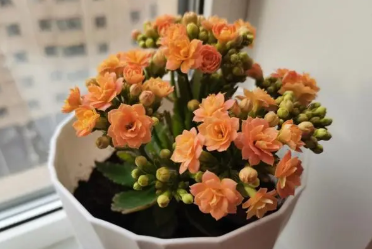 长寿花需要修剪吗