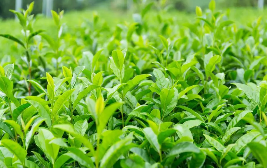 茶树种植几年可以采摘