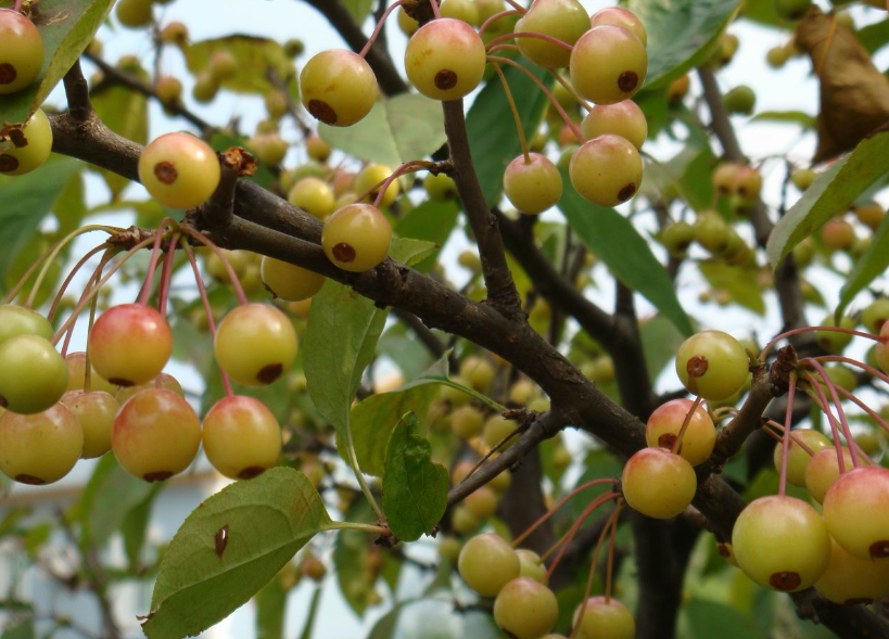 海棠果树扦插繁殖方法