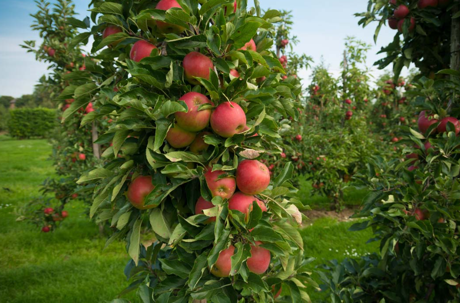 苹果树的果实的照片
