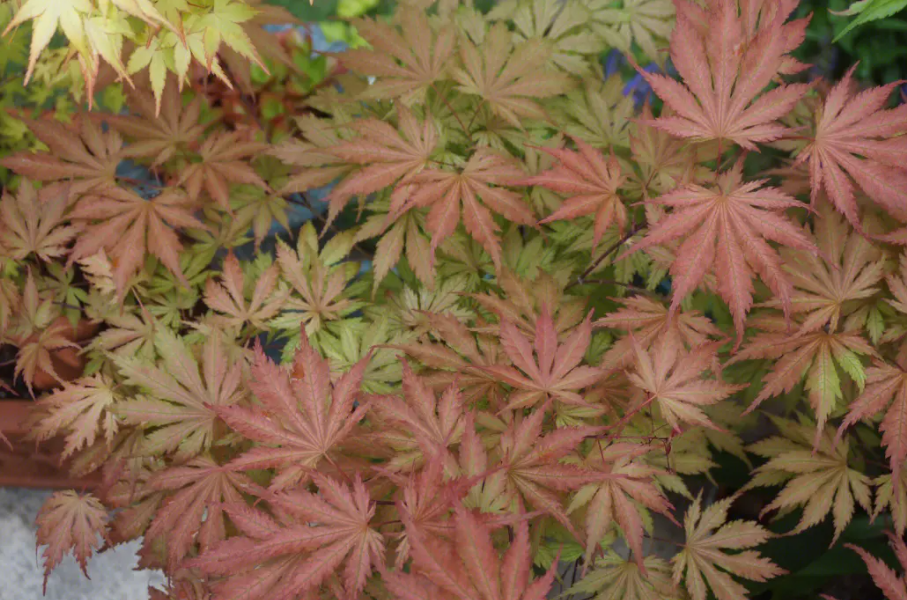 枫树所属森林植被类型