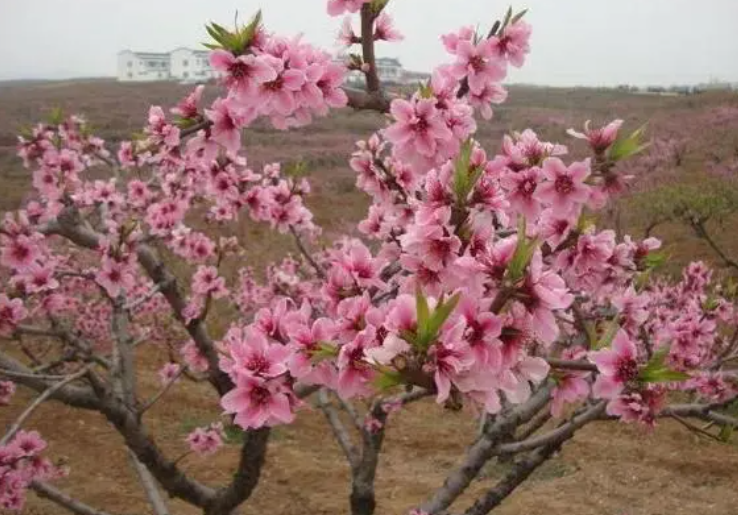 桃树夏季修剪最佳时间是什么时候