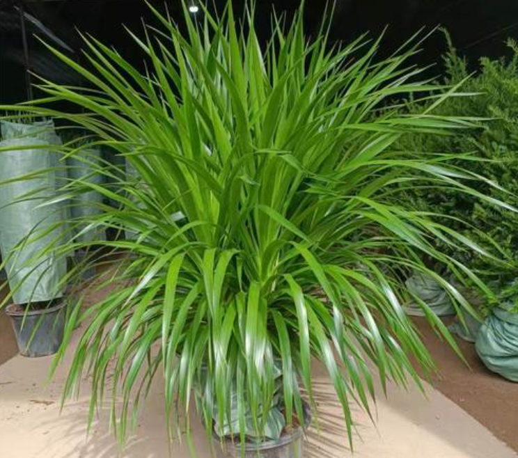 龙须树放客厅大忌