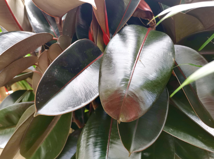 橡皮树水培多久生根