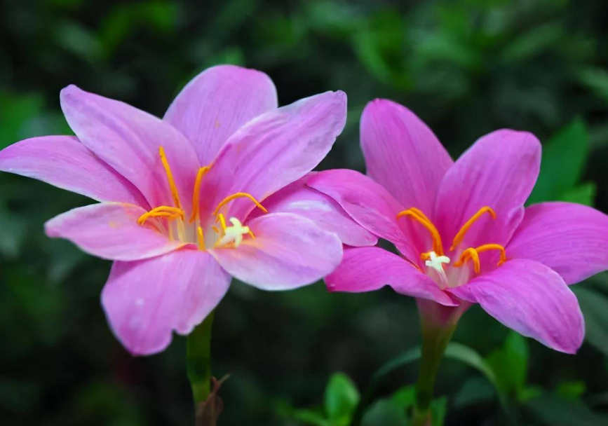 韭莲花的养殖养护方法