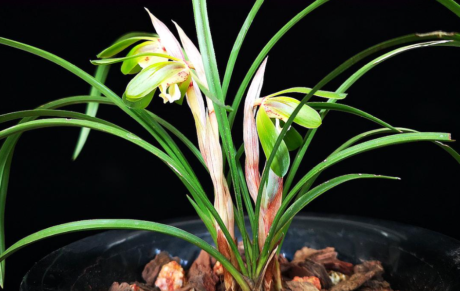 兰花的施肥和管理方法