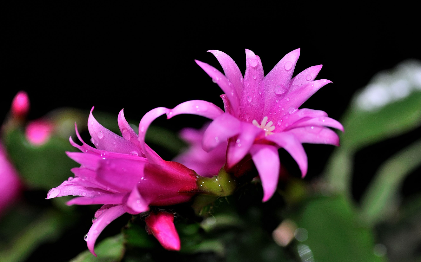 蝎爪莲花怎么养最好呀