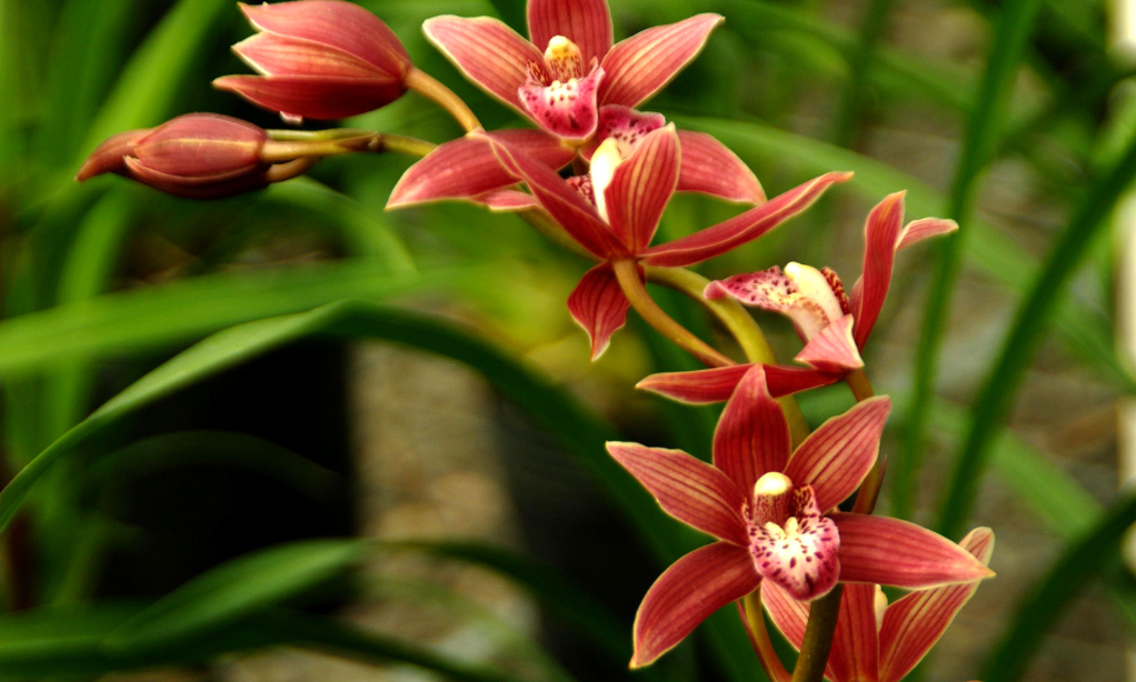 兰花的浇水方法和养殖方法