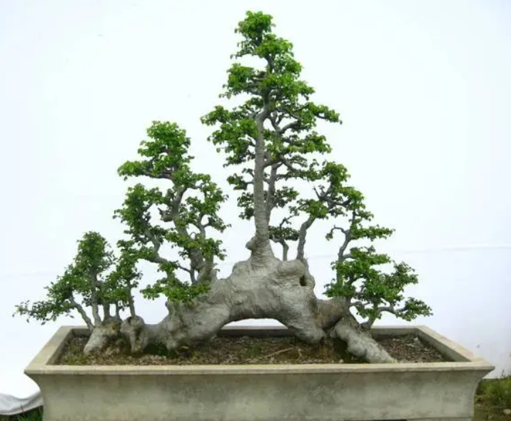 榆树盆景配土方法