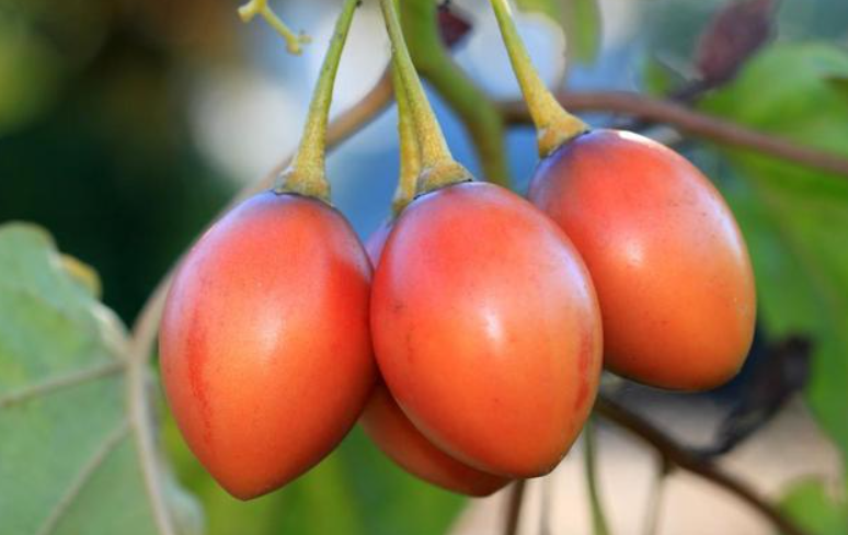 云南树番茄能盆栽种植吗