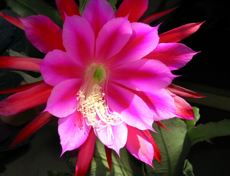 晒晒我家的令箭荷花