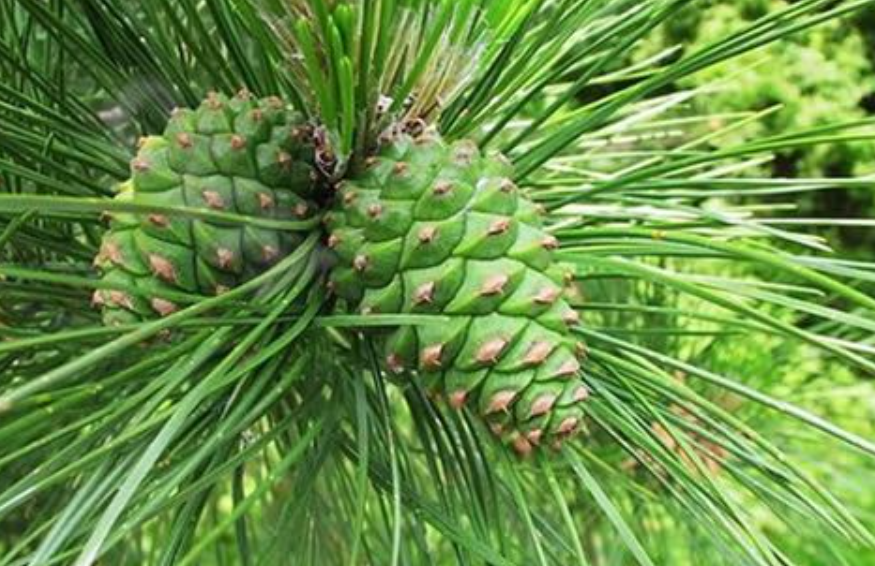 松树的种子是什么