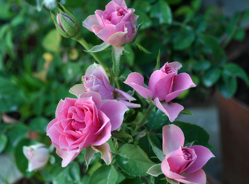 月季用什么样的花盆