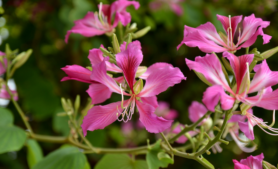 紫荆花树苗的种植方法