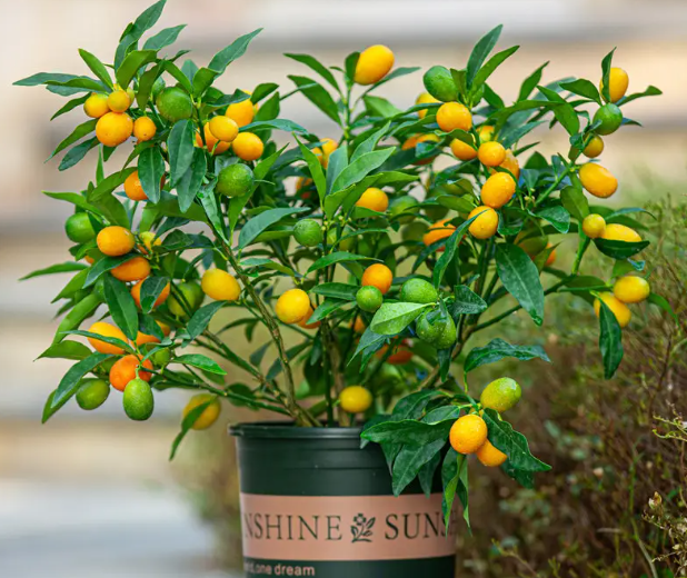 家里养金桔树的寓意