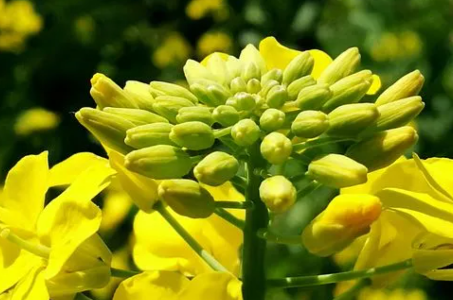 七叶心菜花能吃吗