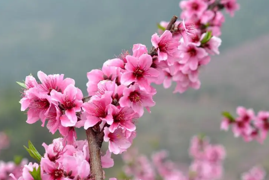 桃花百里香的养殖方法