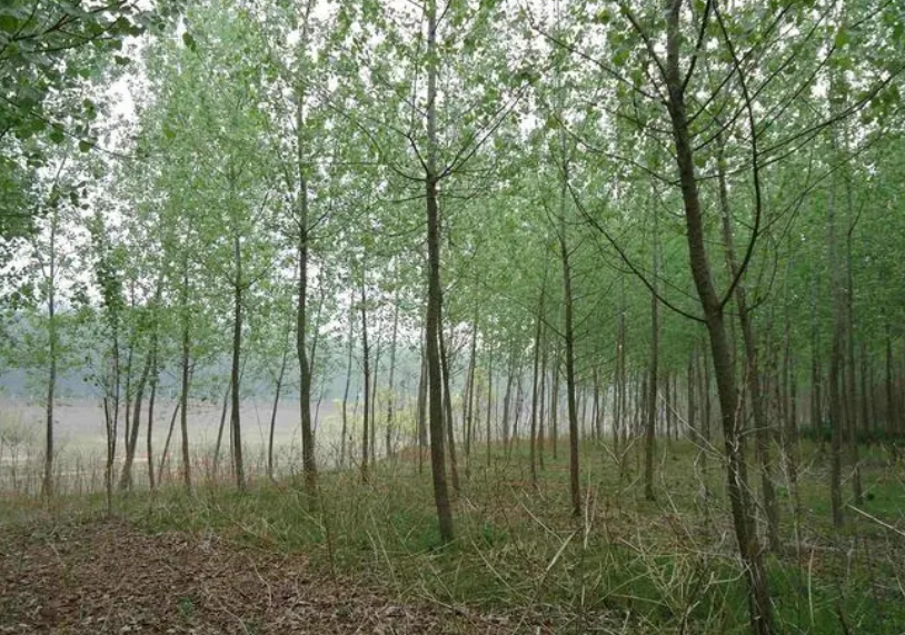 杨树几天浇一次最合适