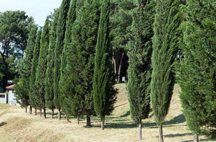 大门前旁边有柏树好吗
