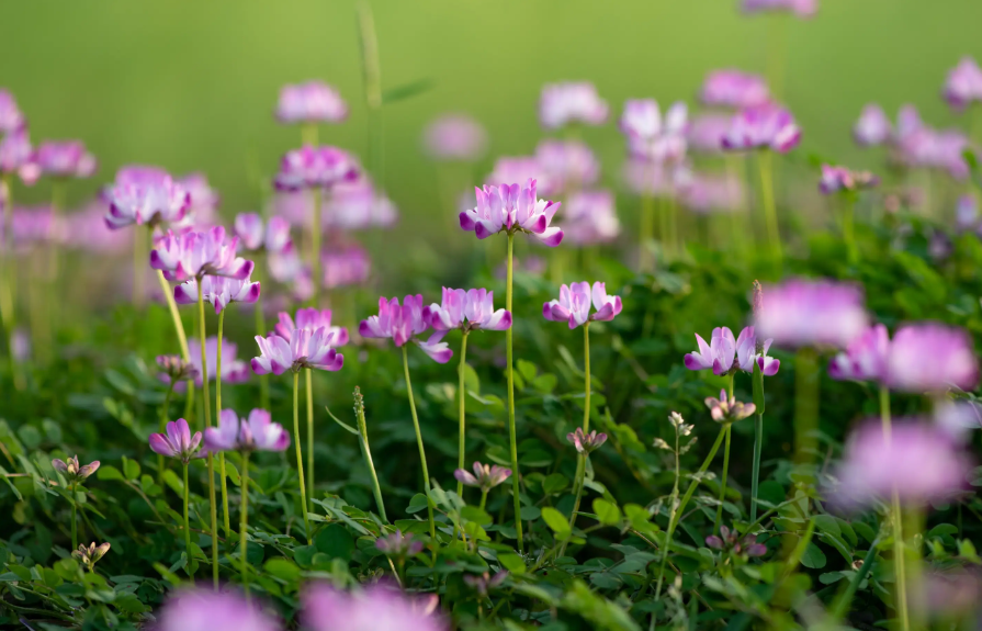 紫云英从播种到开花需要多久