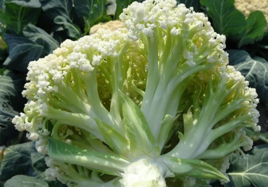 花菜种子的种植方法