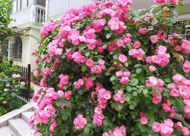 家中适宜栽种什么树