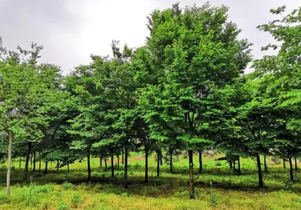 榉树秋天可以修枝吗