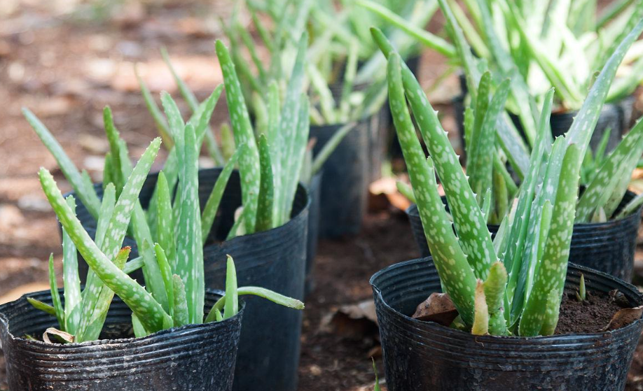 芦荟花盆里有小飞虫怎么办