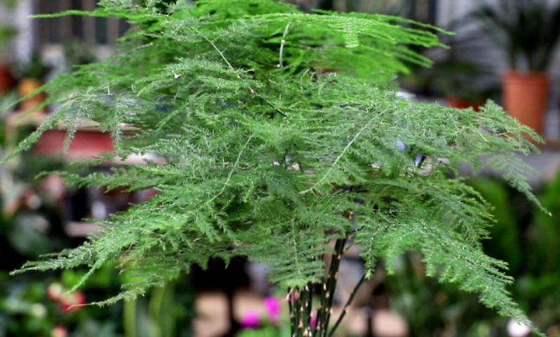 文竹花打顶与摘心技巧