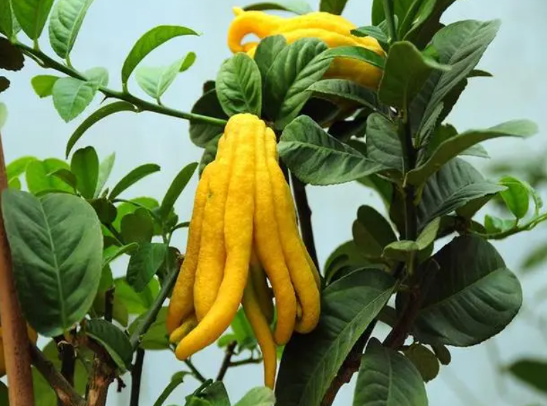 佛手树的寿命有多少年