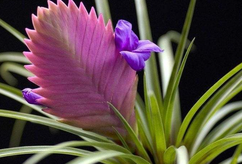 铁兰花的养殖方法和注意事项