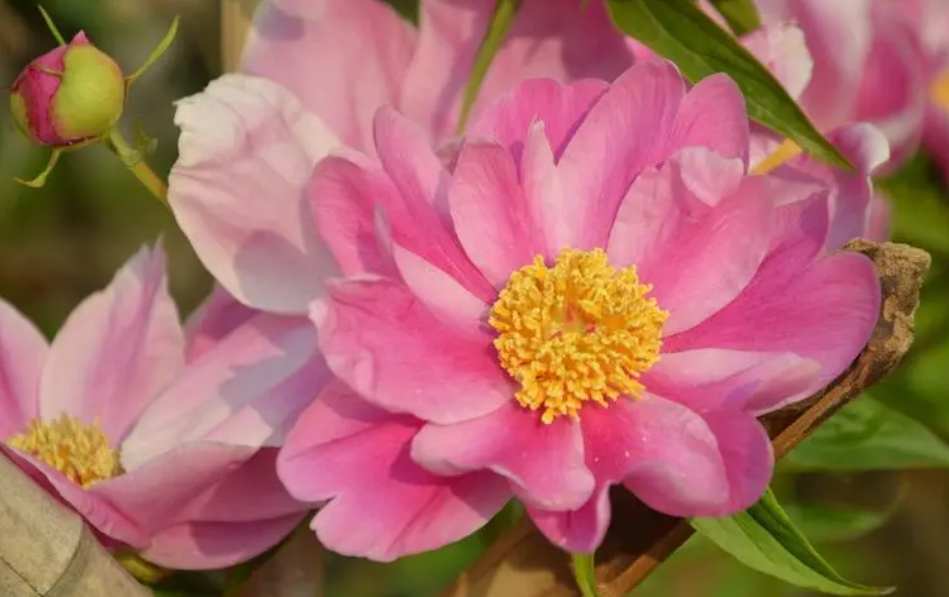 芍药花几月份移栽