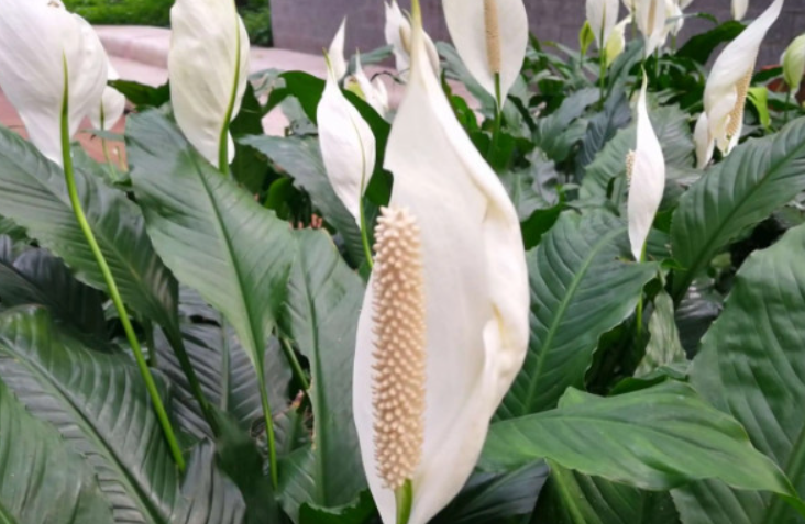 一帆风顺花毒性大