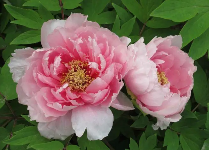 洛阳牡丹几月开花