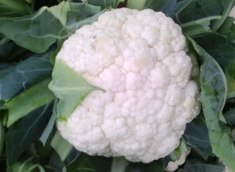 菜花适合什么温度生长