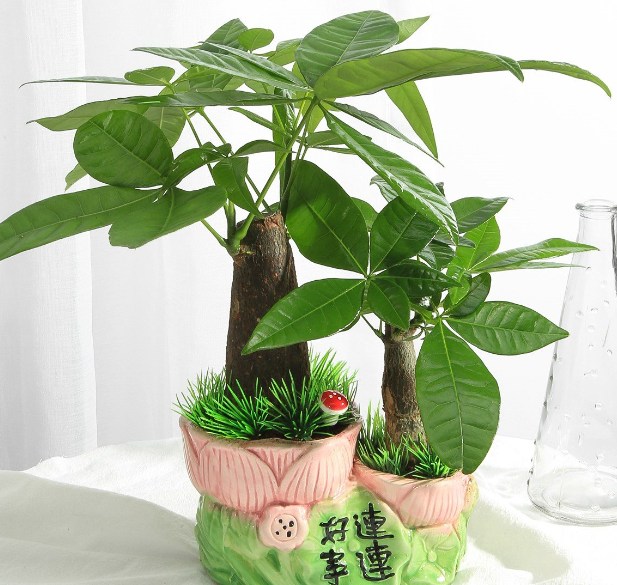 招财树怎么才能养好