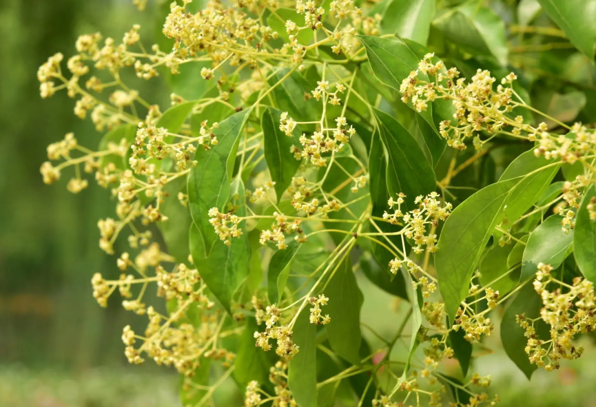 樟树花如何沤肥最好