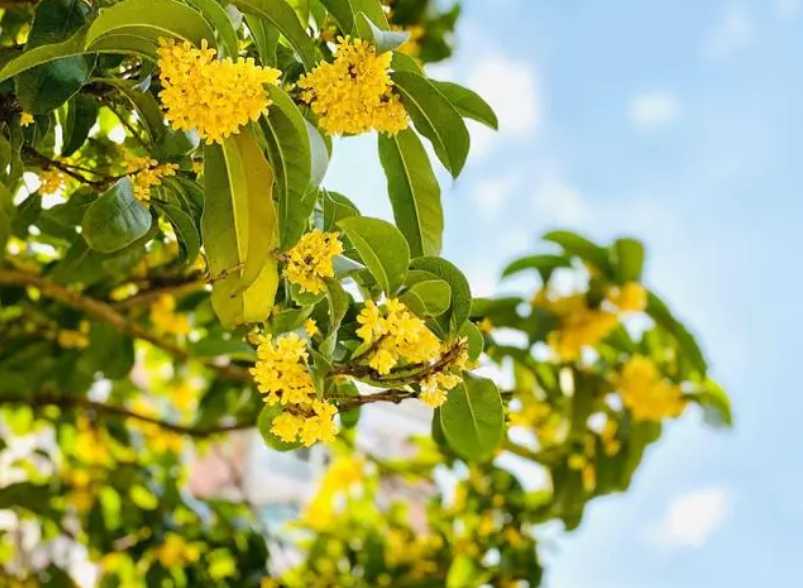 种植桂花树的各省会城市