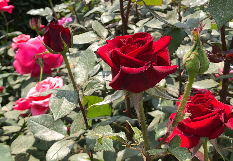 月季小花苞干枯脱落