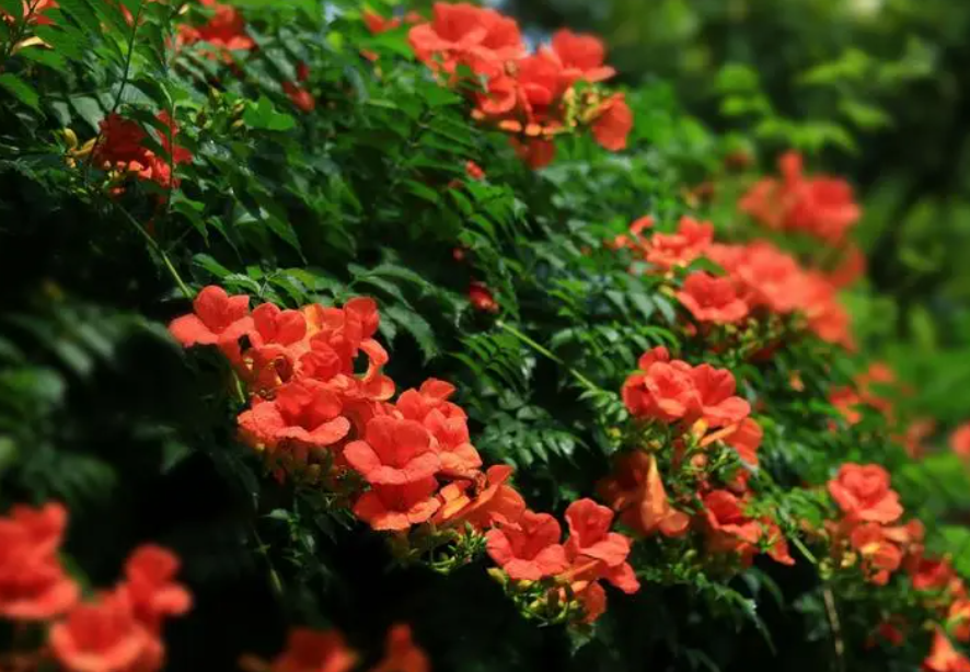 凌霄花什么时候换盆最合适