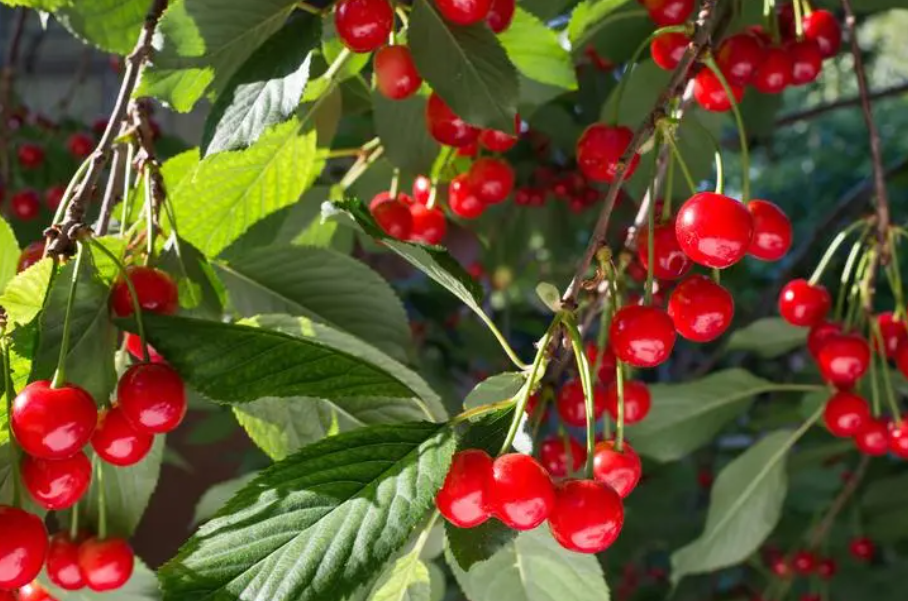 樱桃树施肥后几天浇水