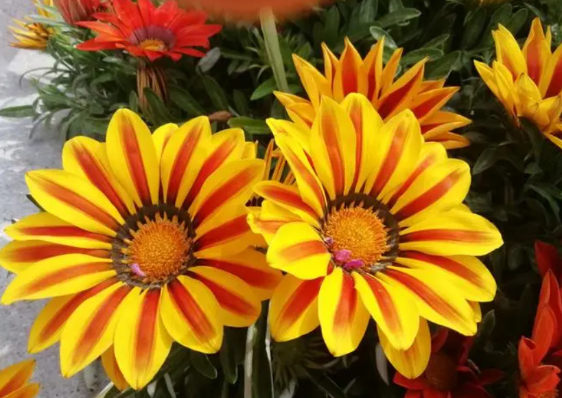 勋章菊冬天开花吗