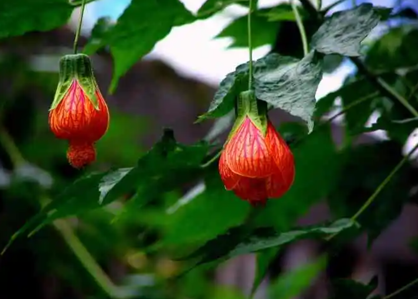 悬铃花何时修剪好