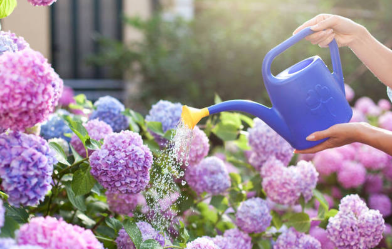 浇花什么时候浇最好