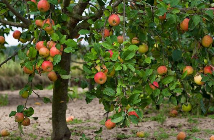 苹果树冬天剪枝怎么剪